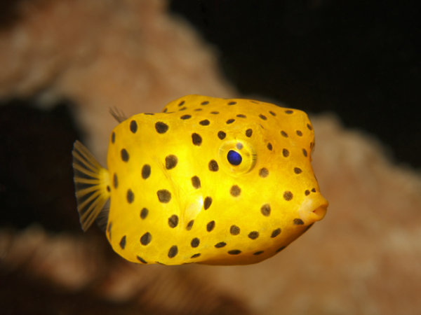 Peixe-cofre-amarelo