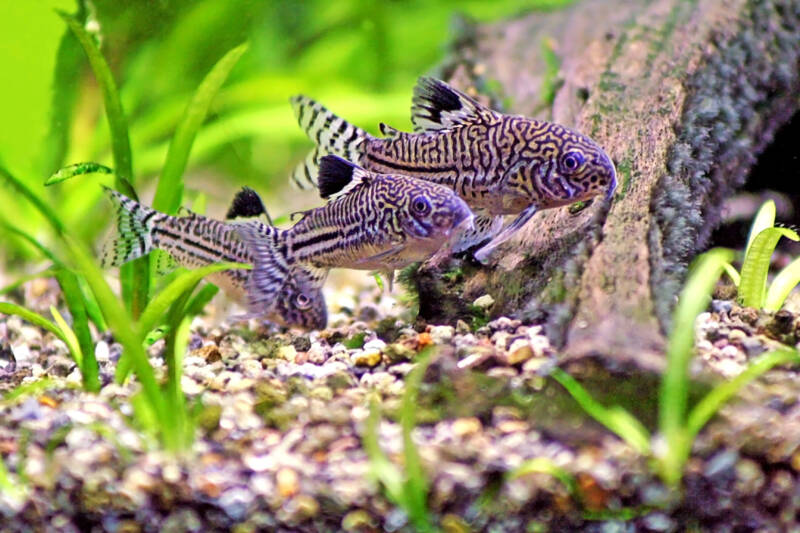 Corydora