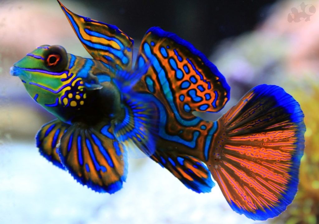 Peixe Mandarim