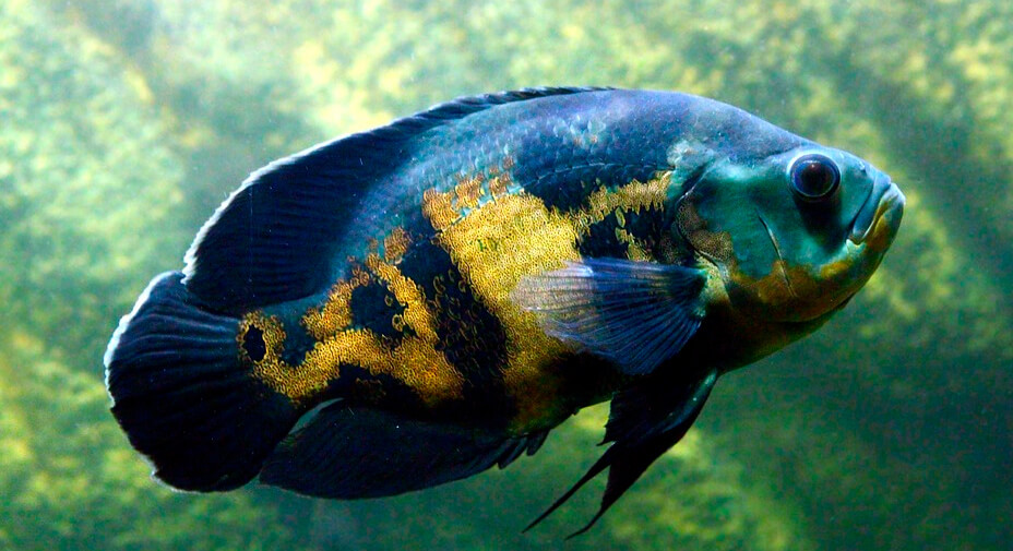 Oscar