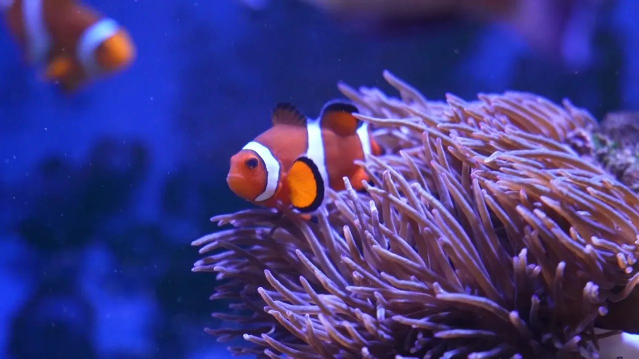 Peixe Palhaço