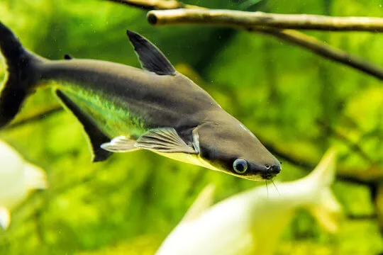 Pangassius