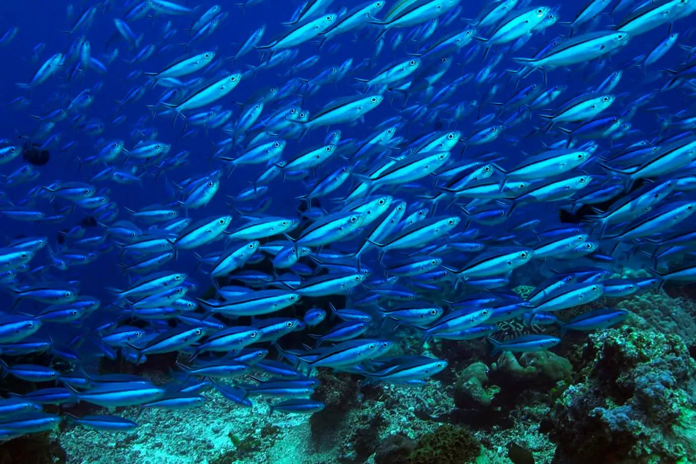 Banner Aquático