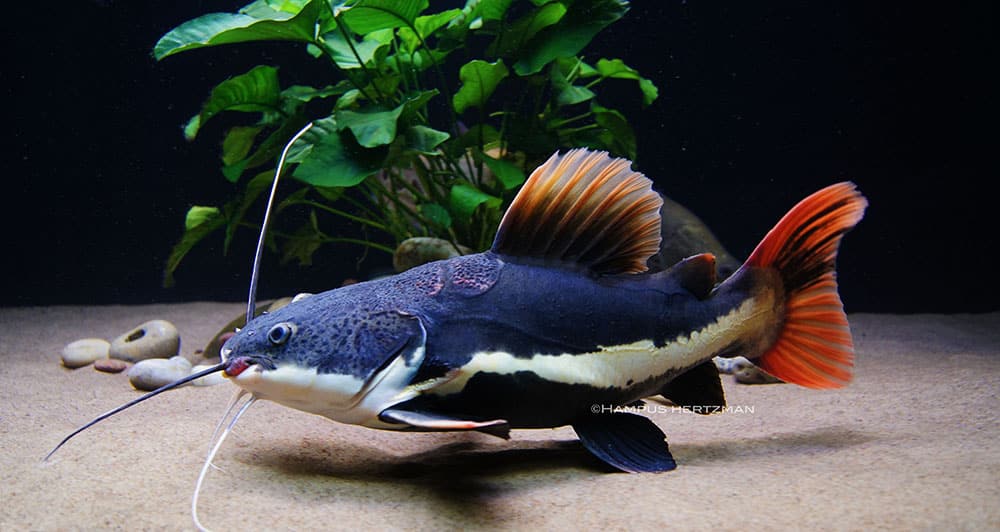 Pirarara