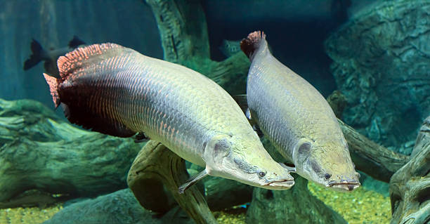 Arapaima gigas